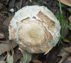 Amanita ochrophylla