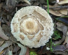 Amanita ochrophylla