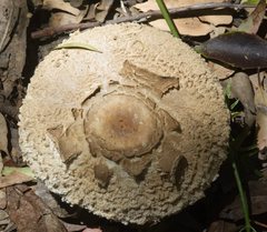 Amanita ochrophylla