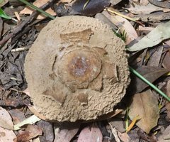 Amanita ochrophylla