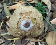Amanita ochrophylla