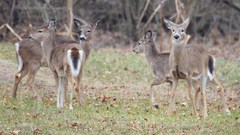 Odocoileus virginianus borealis