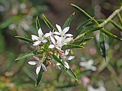 Philotheca myoporoides