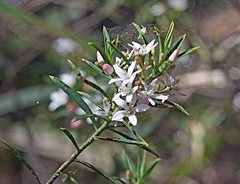 Philotheca myoporoides