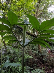Arisaema heterophyllum