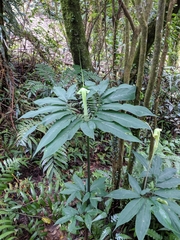 Arisaema heterophyllum