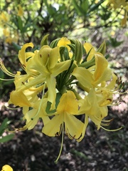 Rhododendron luteum