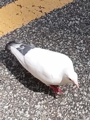 Columba livia