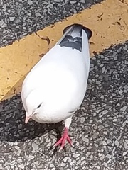 Columba livia