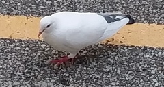 Columba livia