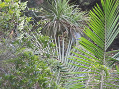 Parsonsia heterophylla