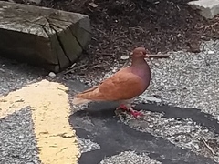 Columba livia