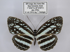 Pseudoneptis bugandensis ianthe