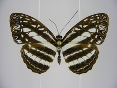 Pseudoneptis bugandensis ianthe