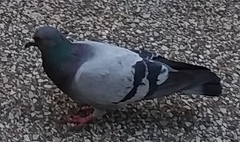 Columba livia
