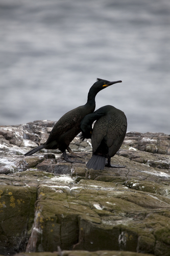 European Shag