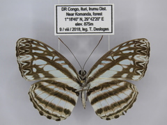 Pseudoneptis bugandensis ianthe