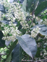 Itea