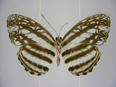 Pseudoneptis bugandensis ianthe