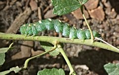 Xanthodes transversa