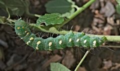 Xanthodes transversa