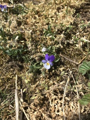 Viola tricolor curtisii
