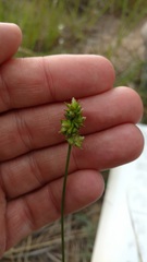 Carex muehlenbergii