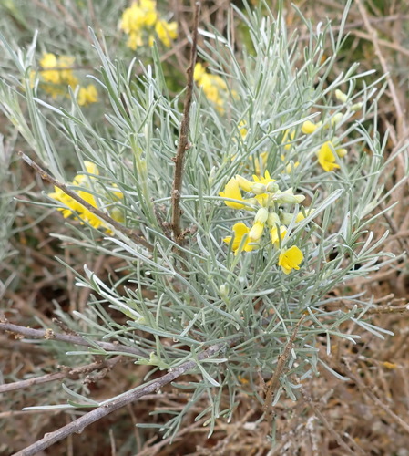 Image of Calobota angustifolia by (c) Nicola van Berkel, some rights reserved (CC BY-SA)