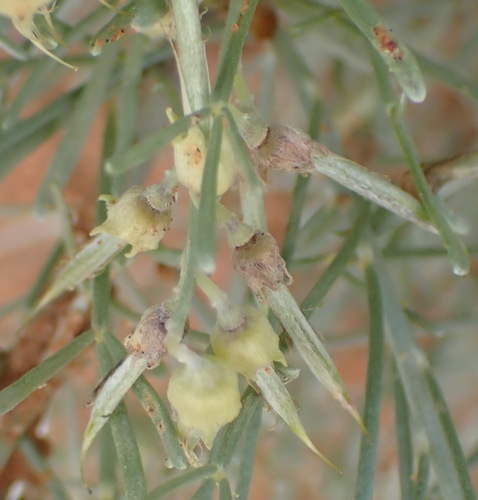 Image of Calobota angustifolia by (c) Nicola van Berkel, some rights reserved (CC BY-SA)