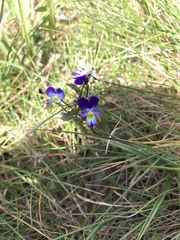 Viola tricolor curtisii
