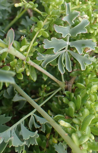 Image of Pelargonium gibbosum by (c) Nicola van Berkel, some rights reserved (CC BY-SA)