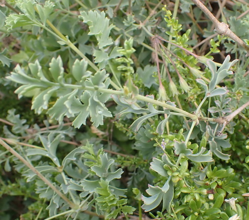 Image of Gouty Storksbill (Pelargonium gibbosum) by (c) Nicola van Berkel, some rights reserved (CC BY-SA)