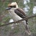 Common Laughing Kookaburra - Photo (c) janetgrevillea, some rights reserved (CC BY-NC-SA), uploaded by janetgrevillea