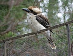 Dacelo novaeguineae novaeguineae