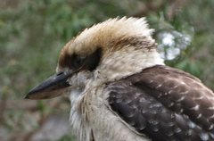 Dacelo novaeguineae novaeguineae