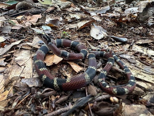 Photo of a Common Neckband Snake (Scaphiodontophis venustissimus)
