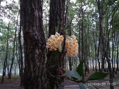 Dendrobium thyrsiflorum
