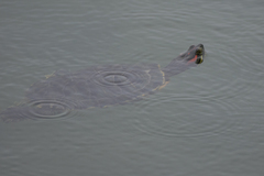 Trachemys scripta elegans