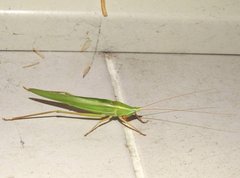 Euconocephalus nasutus