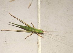 Euconocephalus nasutus