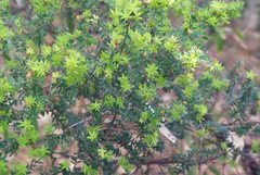 Acrotriche divaricata