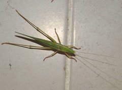 Euconocephalus nasutus