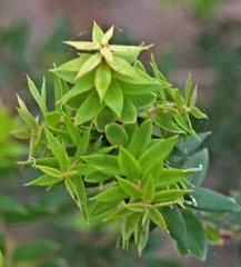 Acrotriche divaricata