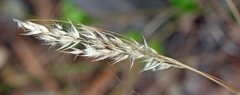 Rytidosperma bipartitum