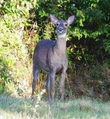 Odocoileus virginianus borealis