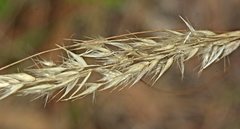 Rytidosperma bipartitum