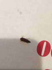 Melanotus