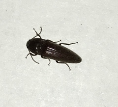 Melanotus