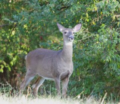 Odocoileus virginianus borealis