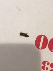 Melanotus